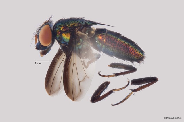 Rhiniinae sp. "ZRCBDP00025483"•&copy; Phua Jun Wei•All Rights Reserved