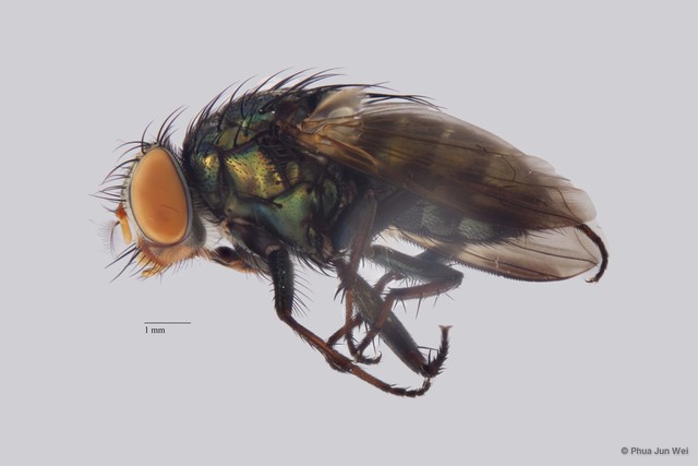 Rhiniinae sp. "ZRCBDP00025513"•&copy; Phua Jun Wei•All Rights Reserved