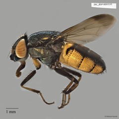 Rhiniinae sp. "ZRCBDP00056578"•&copy; Maimon Hussin•All Rights Reserved
