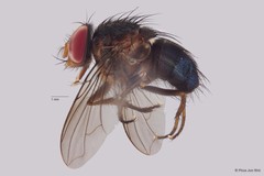 Calliphorinae sp. "ZRCBDP0019805"•&copy; Phua Jun Wei•All Rights Reserved