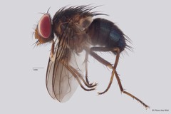 Calliphorinae sp. "ZRCBDP0019805"•&copy; Phua Jun Wei•All Rights Reserved