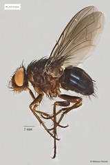 Calliphorinae sp. "ZRCBDP0019805"•&copy; Maimon Hussin•All Rights Reserved