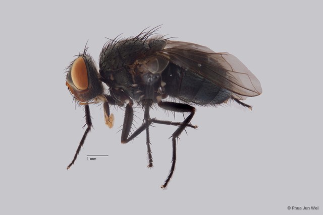 Calliphoridae sp. "ZRCBDP0020055"•&copy; Phua Jun Wei•All Rights Reserved
