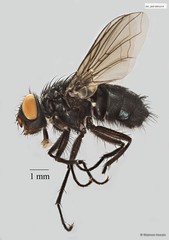 Calliphoridae sp. "ZRCBDP0020055"•&copy; Maimon Hussin•All Rights Reserved