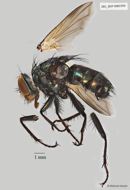 Calliphoridae sp. "ZRCBDP0025411"•&copy; Maimon Hussin•All Rights Reserved