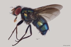 Calliphoridae sp. "ZRCBDP0063446"•&copy; Phua Jun Wei•All Rights Reserved