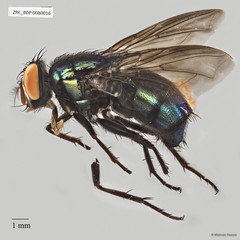 Calliphoridae sp. "ZRCBDP0063446"•&copy; Maimon Hussin•All Rights Reserved