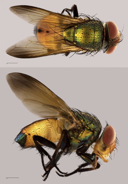 Calliphoridae sp. "ZRCBDP0071877"•&copy; Tan Wee Chye•All Rights Reserved