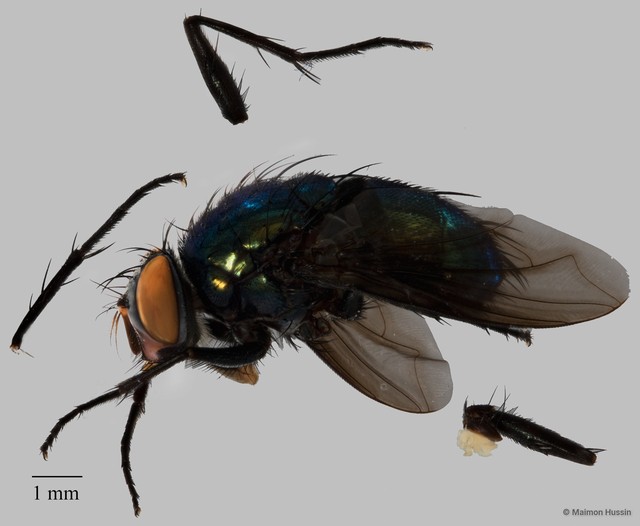Calliphoridae sp. "ZRCBDP0126229"•&copy; Maimon Hussin•All Rights Reserved