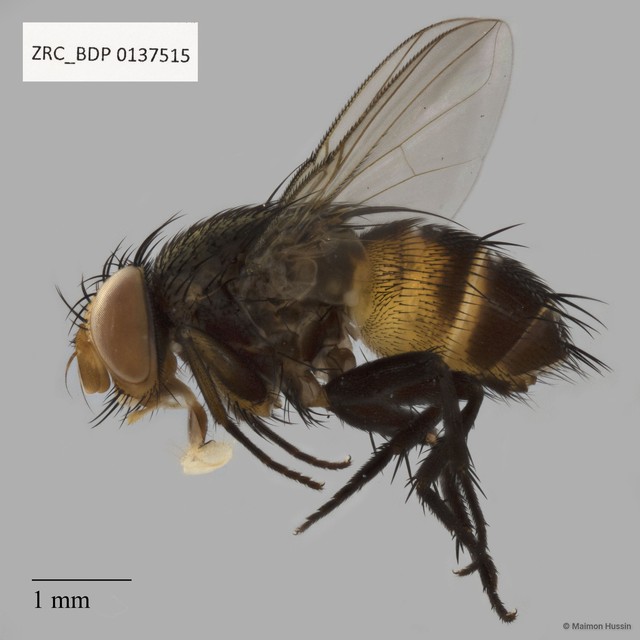 Calliphoridae sp. "ZRCBDP0137515"•&copy; Maimon Hussin•All Rights Reserved