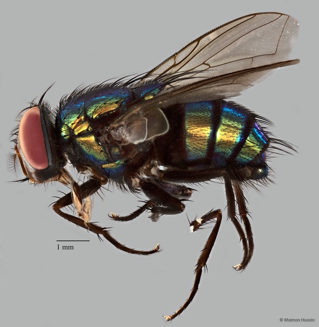 Hemipyrellia ligurriens•&copy; Maimon Hussin•All Rights Reserved