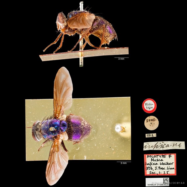 Hypopygiopsis violacea•&copy; Wan FA Jusoh•CC BY 4.0