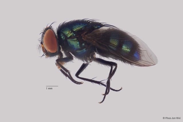 Lucilia sp. "ZRCBDP0063423"•&copy; Phua Jun Wei•All Rights Reserved