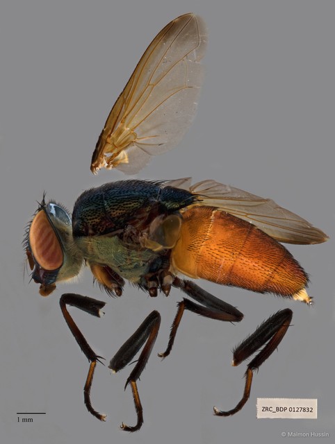 Rhinia apicalis•&copy; Maimon Hussin•All Rights Reserved