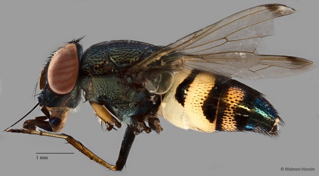 Stomorhina discolor•&copy; Maimon Hussin•All Rights Reserved