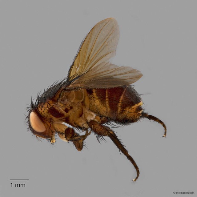 Verticia sp. "cf. ZRCBDP0128075"•&copy; Maimon Hussin•All Rights Reserved