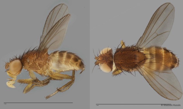 Dasyrhicnoessa tripunctata•&copy; Maimon Hussin•All Rights Reserved