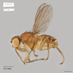 Dasyrhicnoessa tripunctata•&copy; Maimon Hussin•All Rights Reserved