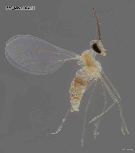 Cecidomyiidae sp. "ZRC_MIS00003737"•&copy; Rene Ong•All Rights Reserved