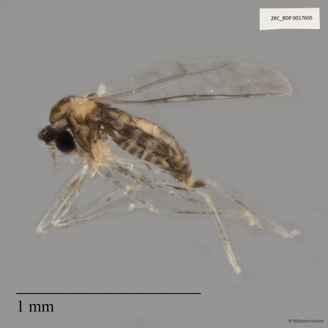 Cecidomyiidae sp. "ZRCBDP0017605"•&copy; Maimon Hussin•All Rights Reserved