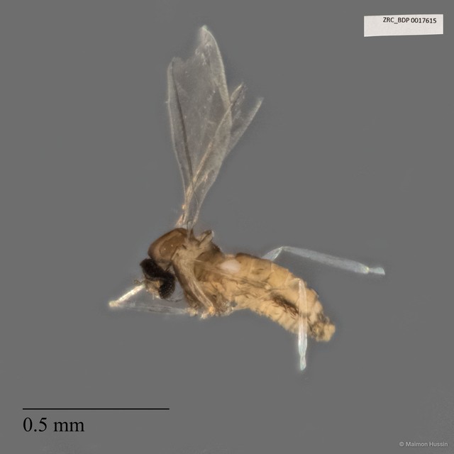 Cecidomyiidae sp. "ZRCBDP0017615"•&copy; Maimon Hussin•All Rights Reserved