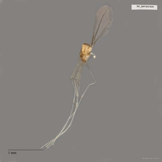 Cecidomyiidae sp. "ZRCBDP0017634"•&copy; Maimon Hussin•All Rights Reserved