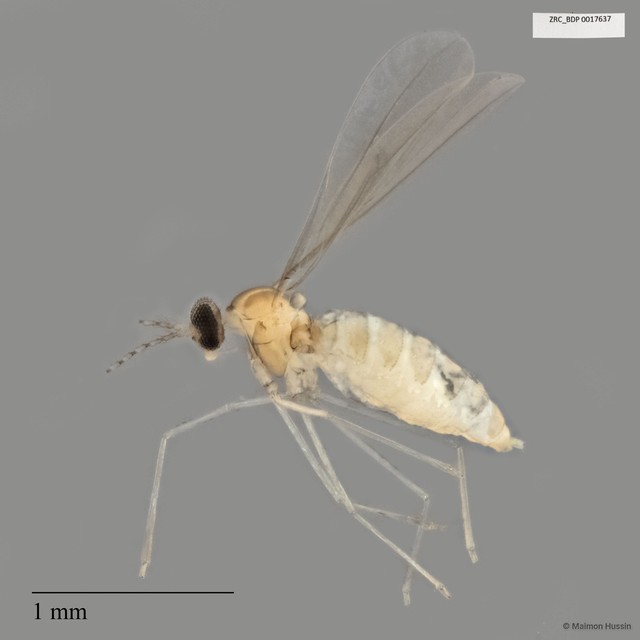 Cecidomyiidae sp. "ZRCBDP0017637"•&copy; Maimon Hussin•All Rights Reserved