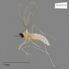 Cecidomyiidae sp. "ZRCBDP0017766"