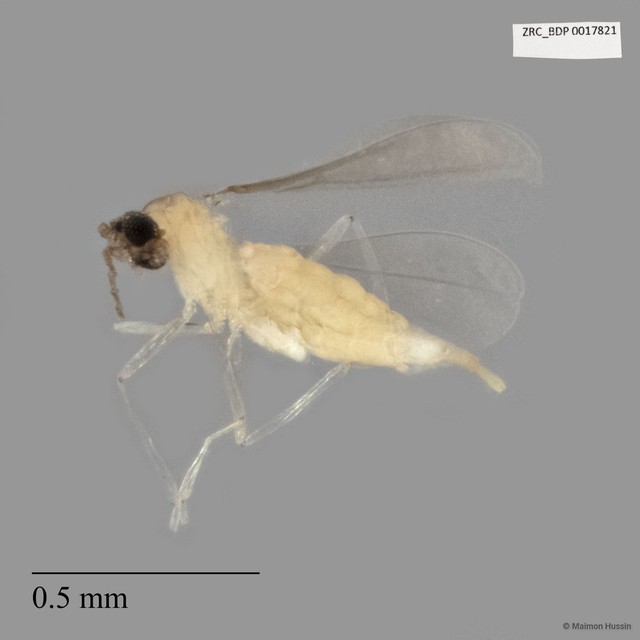 Cecidomyiidae sp. "ZRCBDP0017821"•&copy; Maimon Hussin•All Rights Reserved