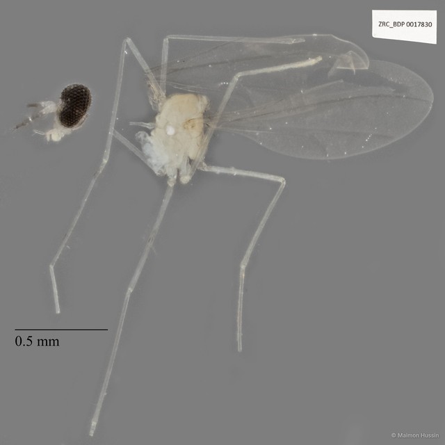 Cecidomyiidae sp. "ZRCBDP0017830"•&copy; Maimon Hussin•All Rights Reserved