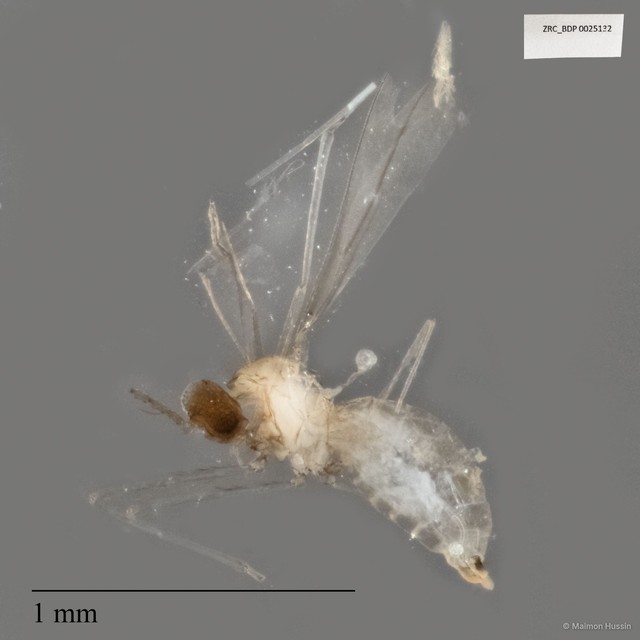Cecidomyiidae sp. "ZRCBDP0025132"•&copy; Maimon Hussin•All Rights Reserved