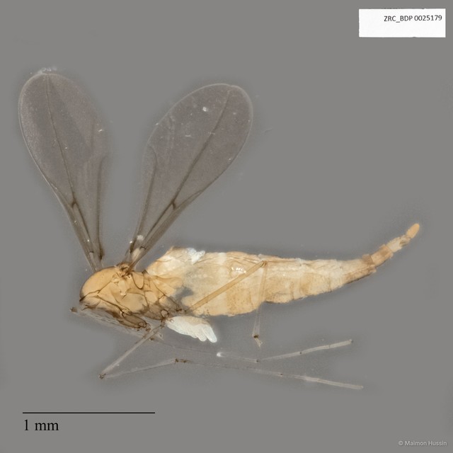 Cecidomyiidae sp. "ZRCBDP0025179"•&copy; Maimon Hussin•All Rights Reserved