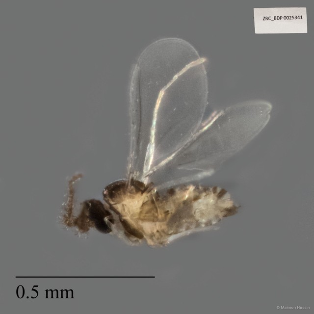 Cecidomyiidae sp. "ZRCBDP0025341"•&copy; Maimon Hussin•All Rights Reserved