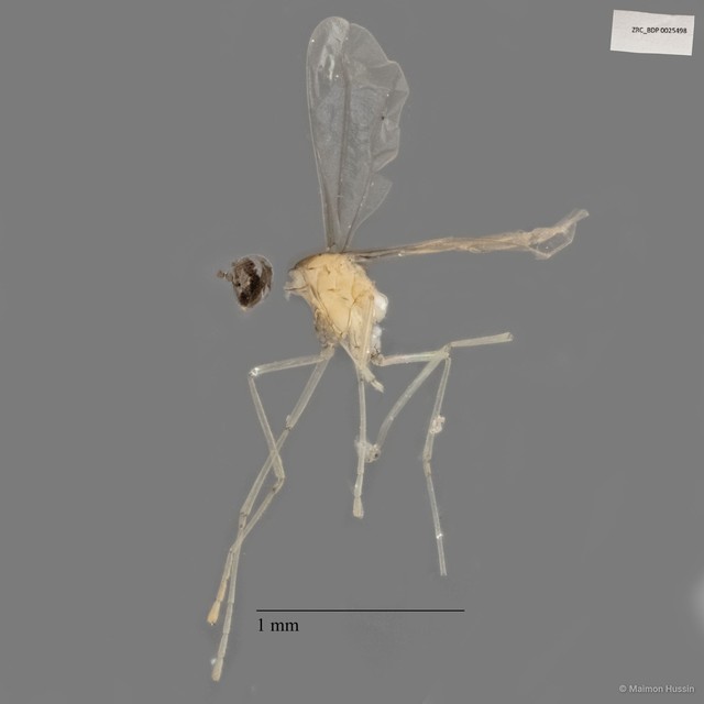 Cecidomyiidae sp. "ZRCBDP0025498"•&copy; Maimon Hussin•All Rights Reserved
