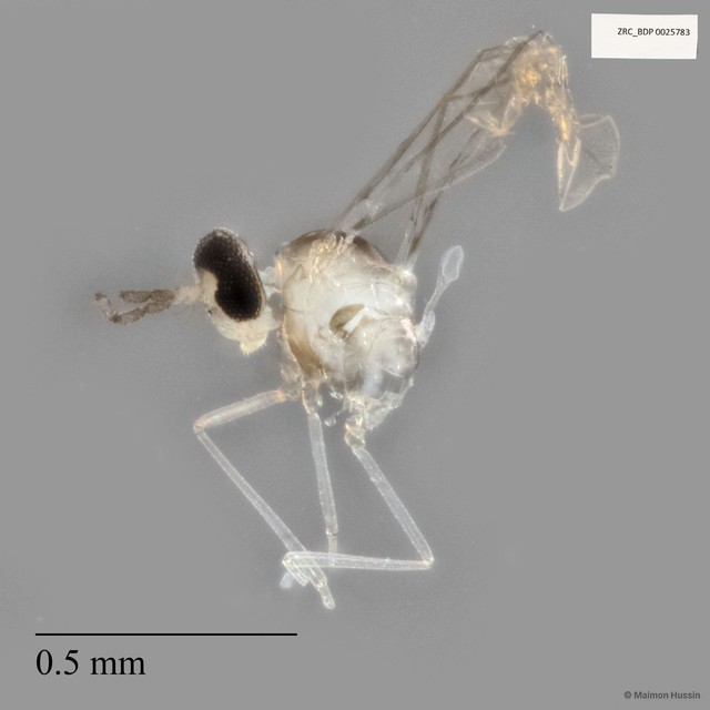 Cecidomyiidae sp. "ZRCBDP0025783"•&copy; Maimon Hussin•All Rights Reserved