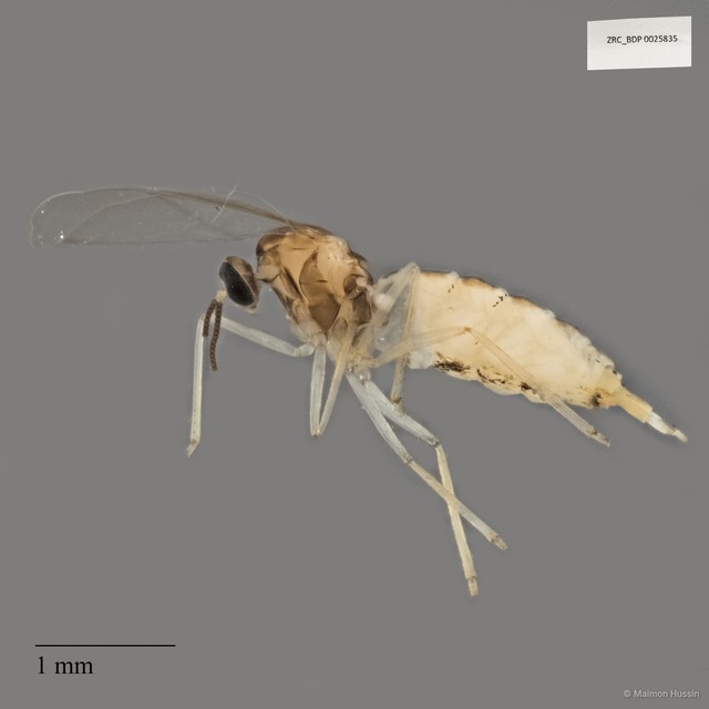 Cecidomyiidae sp. "ZRCBDP0025835"•&copy; Maimon Hussin•All Rights Reserved