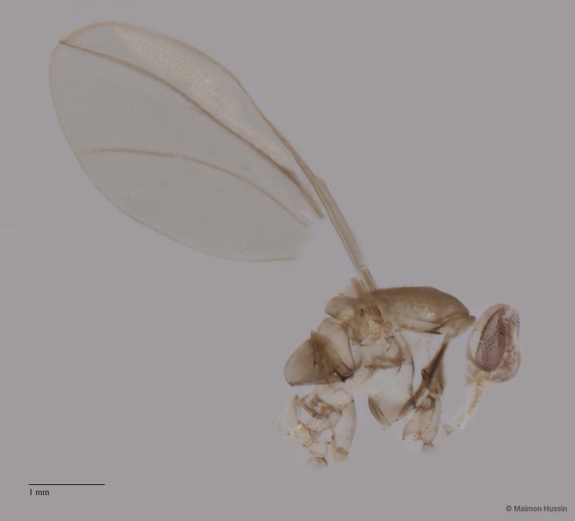 Cecidomyiidae sp. "ZRCBDP0049197"•&copy; Maimon Hussin•All Rights Reserved