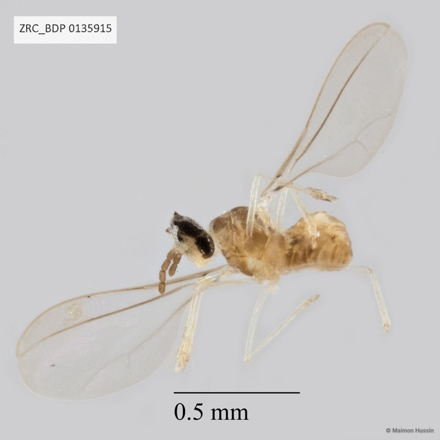 Cecidomyiidae sp. "ZRCBDP0135915"•&copy; Maimon Hussin•All Rights Reserved