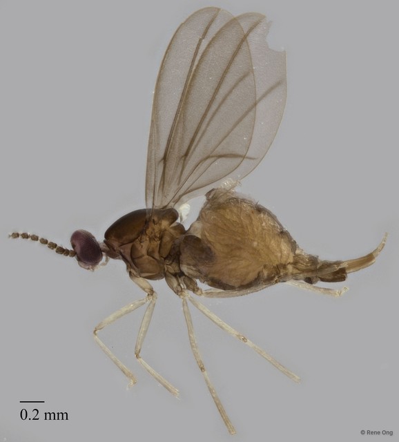 Cecidomyiidae sp. "ZRCBDP0320073"•&copy; Rene Ong•All Rights Reserved