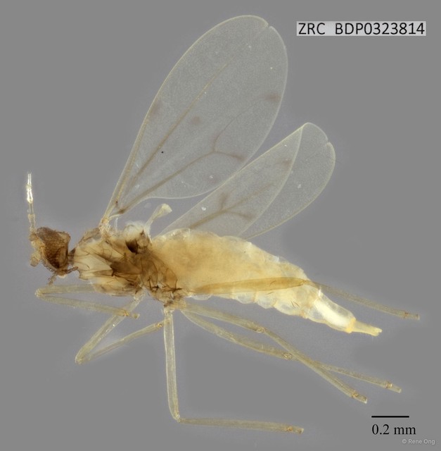 Cecidomyiidae sp. "ZRCBDP0323814"•&copy; Rene Ong•All Rights Reserved