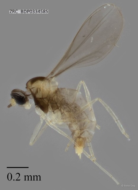 Cecidomyiidae sp. "ZRCBDP0326868"•&copy; Rene Ong•All Rights Reserved