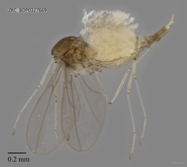 Cecidomyiidae sp. "ZRCBDP0327669"•&copy; Rene Ong•All Rights Reserved