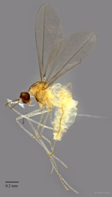 Cecidomyiidae sp. "ZRCBDP0329706"•&copy; Rene Ong•All Rights Reserved