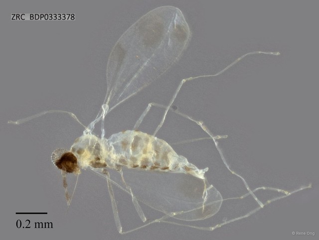 Cecidomyiidae sp. "ZRCBDP0333378"•&copy; Rene Ong•All Rights Reserved