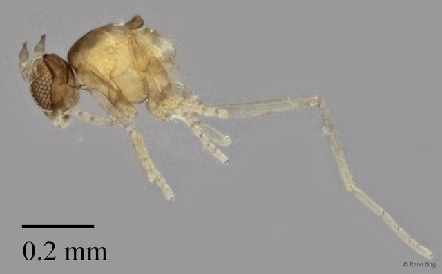 Cecidomyiidae sp. "ZRCBDP0334669"•&copy; Rene Ong•All Rights Reserved