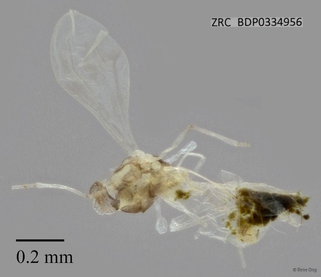 Cecidomyiidae sp. "ZRCBDP0334956"•&copy; Rene Ong•All Rights Reserved