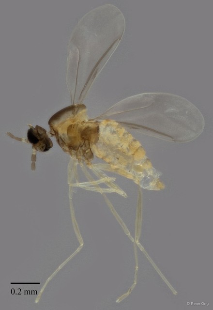 Cecidomyiidae sp. "ZRCBDP0335103"•&copy; Rene Ong•All Rights Reserved