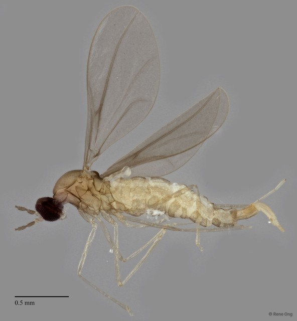 Cecidomyiidae sp. "ZRCBDP0340707"•&copy; Rene Ong•All Rights Reserved