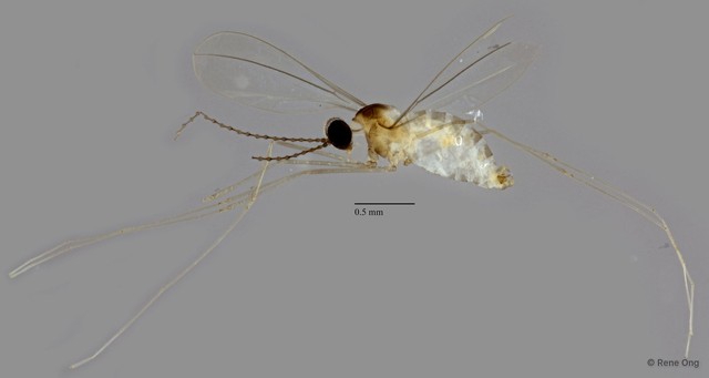 Cecidomyiidae sp. "ZRCBDP0340766"•&copy; Rene Ong•All Rights Reserved