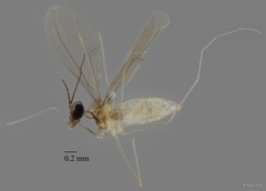 Cecidomyiidae sp. "ZRCBDP0340782"